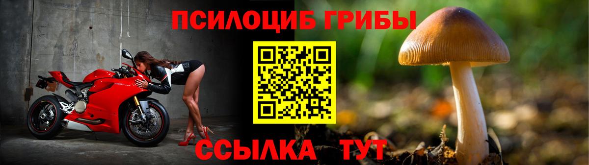 Галлюциногенные грибы Psilocybine cubensis Сокол